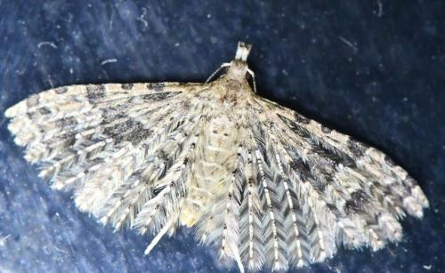 Alucita hexadactyla